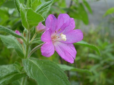 Plante Epilobium Parviflorum
