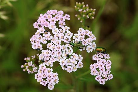 Fleur Achillée Millefeuille